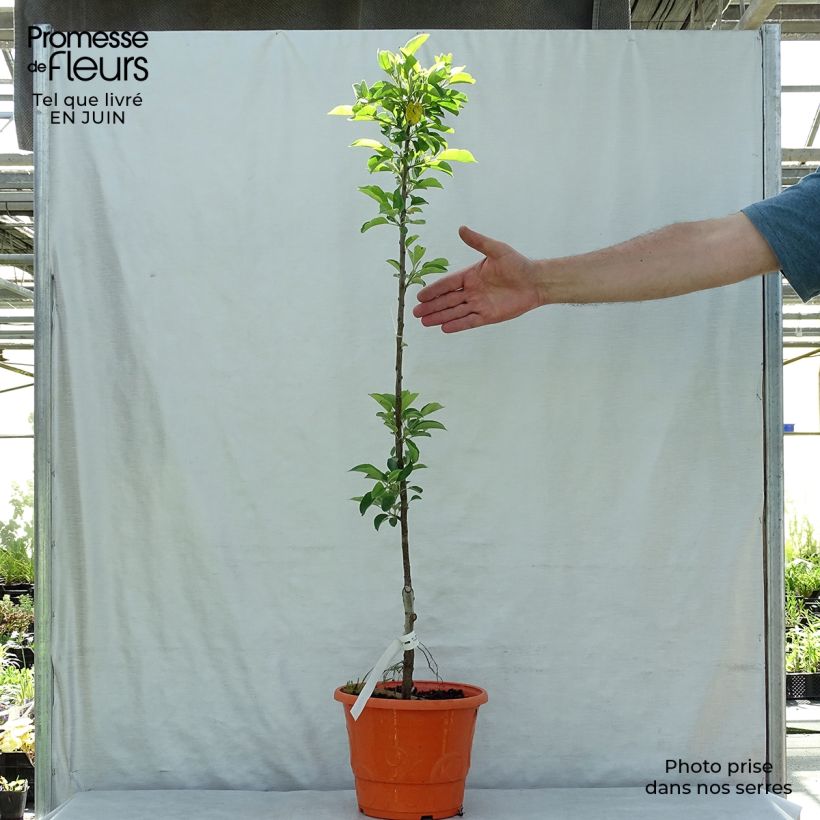 Exemplar von Zwergapfelbaum Garden Sun Red - Malus domestica Topf mit 6L/7L, Zwergform wie im Sommer geliefert