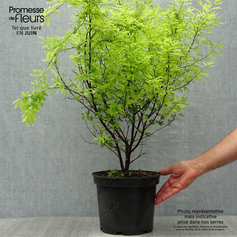 Exemplar von Calliandra surinamensis - Rosa Puderquastenstrauch Topf mit 7,5L/10L wie im Sommer geliefert