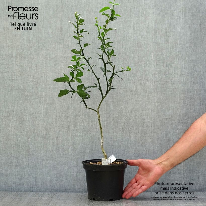 Exemplar von Dreiblättrige Orange - Poncirus trifoliata Topf mit 3L/4L wie im Sommer geliefert