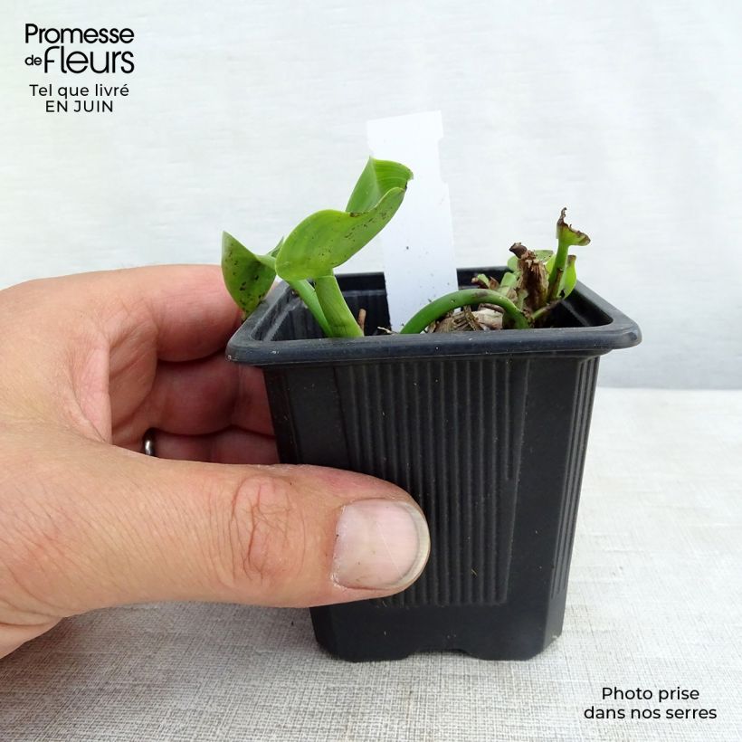 Exemplar von Pontederia cordata - Hechtkraut Kleine Töpfe von 8/9 cm wie im Sommer geliefert