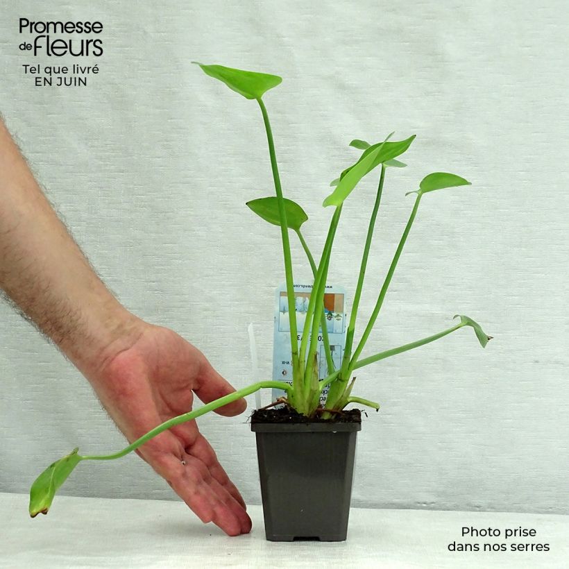 Exemplar von Pontederia cordata White Pike - Hechtkraut Kleine Töpfe von 8/9 cm wie im Sommer geliefert