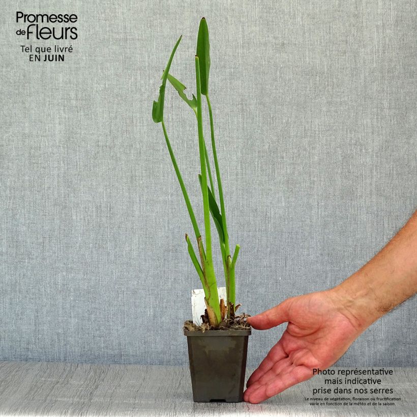 Exemplar von Pontederia lanceolata - Herzblättriges Hechtkraut Kleine Töpfe von 8/9 cm wie im Sommer geliefert