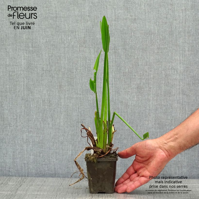 Exemplar von Pontederia lanceolata - Herzblättriges Hechtkraut Kleine Töpfe von 8/9 cm wie im Frühjahr geliefert