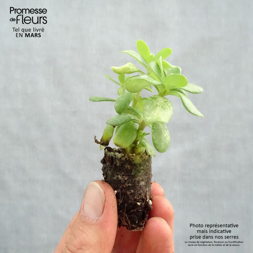 Exemplar von Portulakröschen Duna Tris - Portulaca Mini-Plug Ø 1,5/2,5 cm wie im Frühjahr geliefert