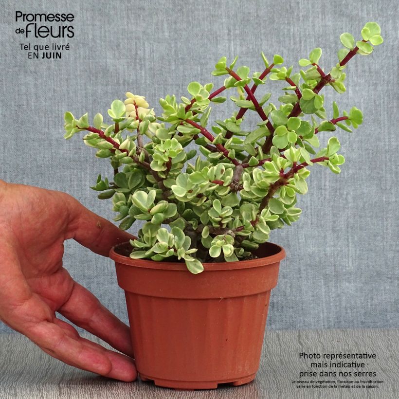 Exemplar von Portulacaria afra Variegata - Strauch-Portulak Topf 12 cm / 13 cm wie im Sommer geliefert