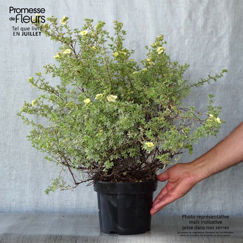 Exemplar von Fingerstrauch Glamour Girl - Potentilla fruticosa Topf mit 2L/3L wie im Sommer geliefert