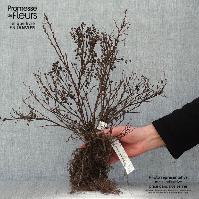 Exemplar von Fingerstrauch Abbotswood - Potentilla fruticosa Wurzelnackt wie im Winter geliefert