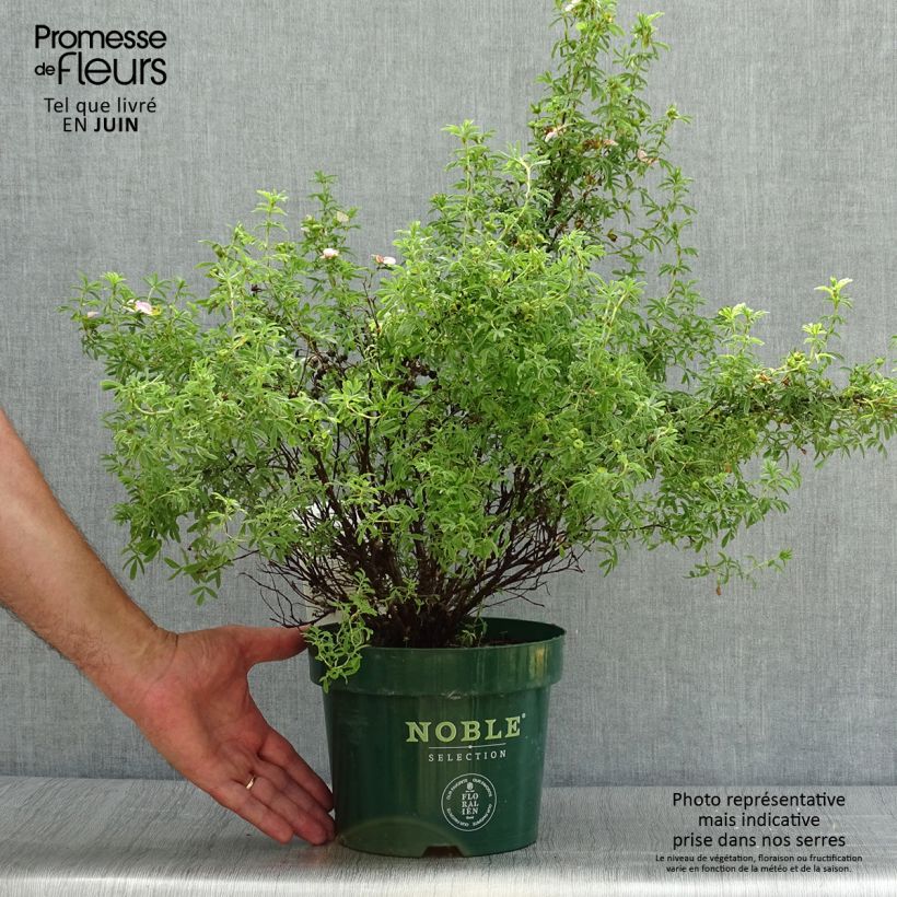 Exemplar von Fingerstrauch Bellissima - Potentilla fruticosa Topf mit 2L/3L wie im Sommer geliefert