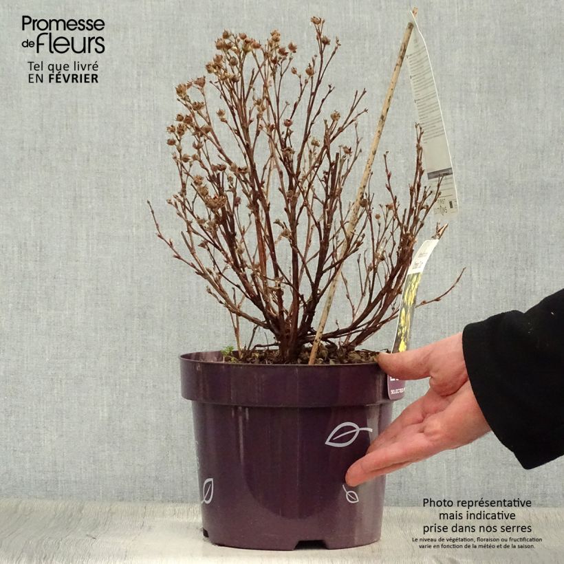 Exemplar von Fingerstrauch Citrus Tart - Potentilla fruticosa Topf mit 2L/3L wie im Winter geliefert