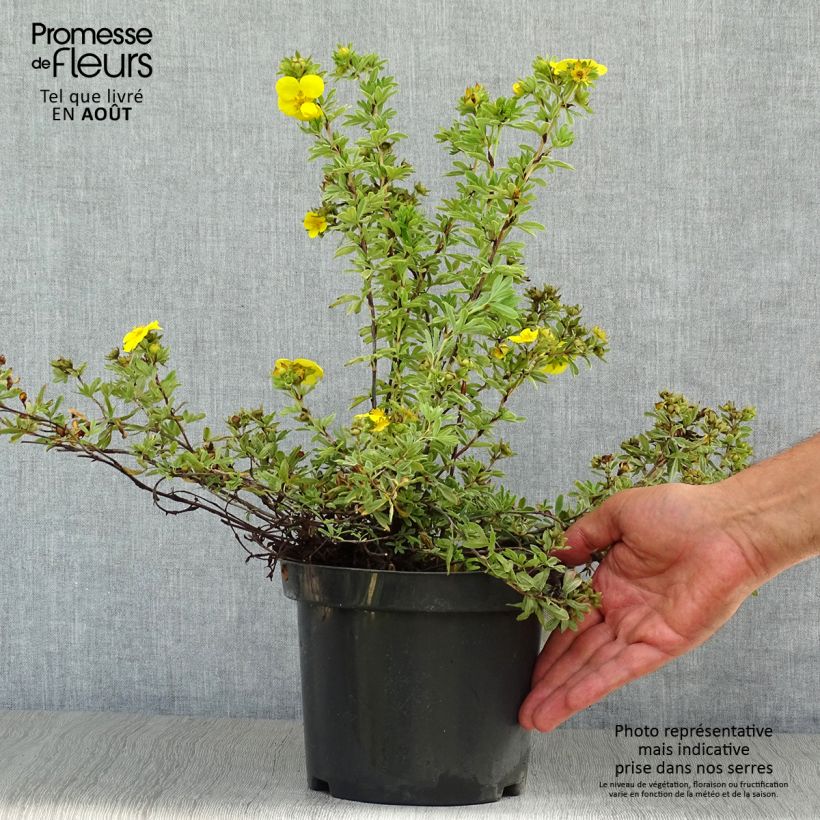 Exemplar von Fingerstrauch Goldteppich - Potentilla fruticosa Topf mit 1,5L/2L wie im Sommer geliefert
