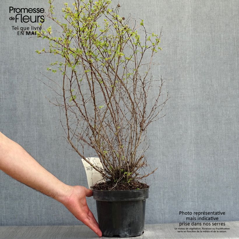 Exemplar von Fingerstrauch Limelight - Potentilla fruticosa Topf mit 3L/4LGelieferte Höhe ca. 30/+cm wie im Frühjahr geliefert
