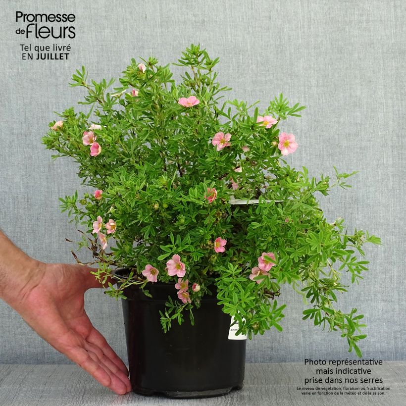 Exemplar von Fingerstrauch Lovely Pink - Potentilla fruticosa Topf mit 1,5L/2L wie im Sommer geliefert