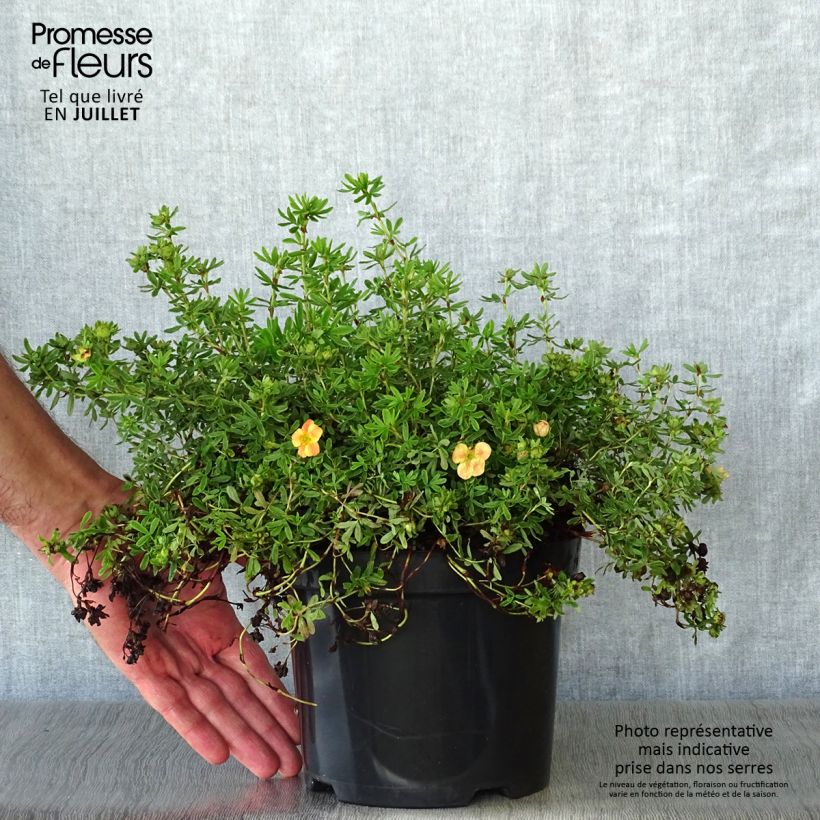 Exemplar von Fingerstrauch Marian Red Robin - Potentilla fruticosa Topf mit 1L/1,5L wie im Sommer geliefert
