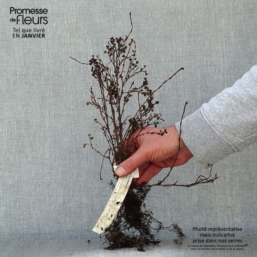 Exemplar von Fingerstrauch Princess Pink Queen - Potentilla fruticosa Wurzelnackt wie im Winter geliefert