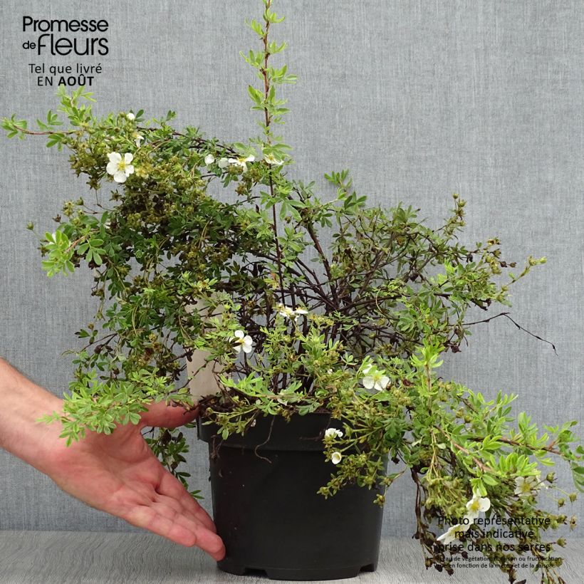 Exemplar von Fingerstrauch White Lady - Potentilla fruticosa Topf mit 3L/4L wie im Sommer geliefert