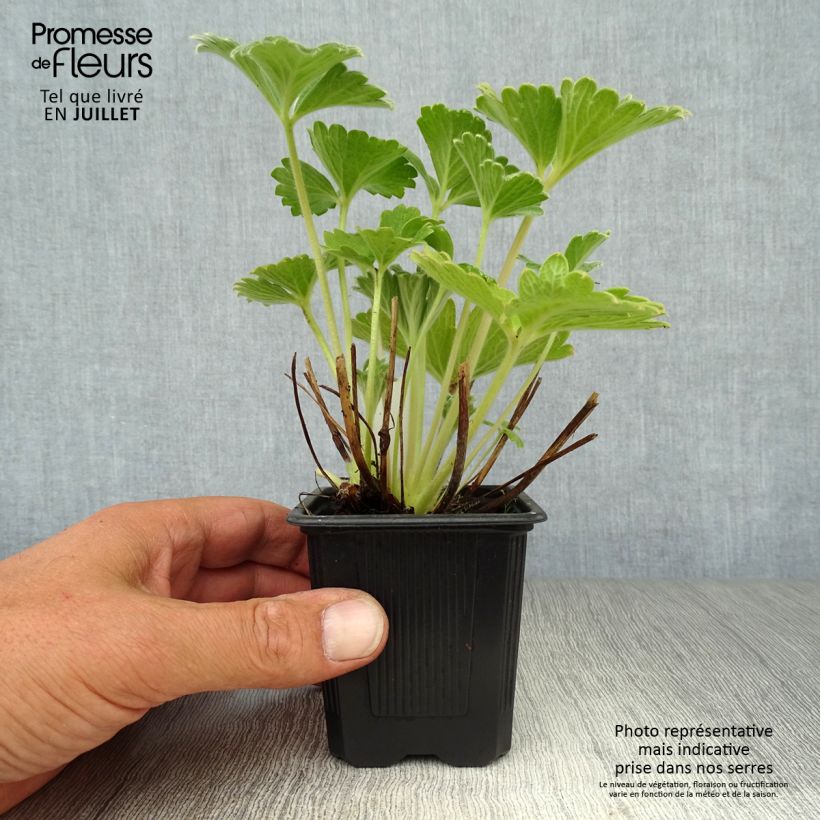 Exemplar von Potentilla megalantha - Großblütiges Fingerkraut Kleine Töpfe von 8/9 cm wie im Sommer geliefert