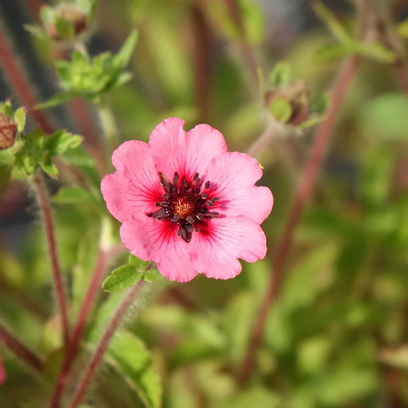 Potentilla nepalensis Miss Willmot - Nepal-Fingerkraut (Blüte)