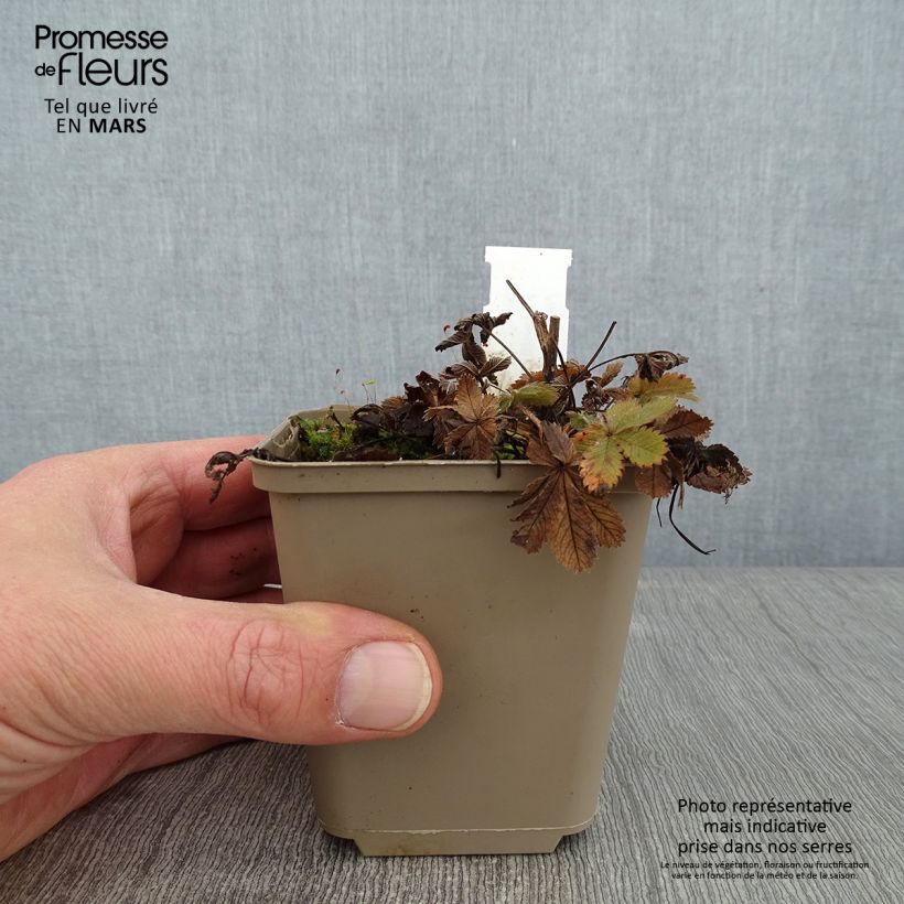 Exemplar von Potentilla recta Warrenii - Aufrechtes Fingerkraut Kleine Töpfe von 8/9 cm wie im Winter geliefert