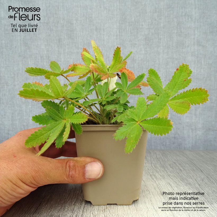 Exemplar von Potentilla recta var. sulphurea - Aufrechtes Fingerkraut Kleine Töpfe von 8/9 cm wie im Sommer geliefert