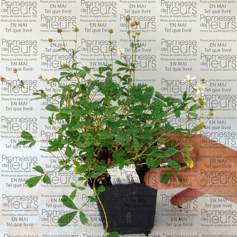 Beispiel eines Exemplars von Potentilla tridentata Minima - Dreizähniges Fingerkraut Kleine Töpfe von 8/9 cm wie geliefert