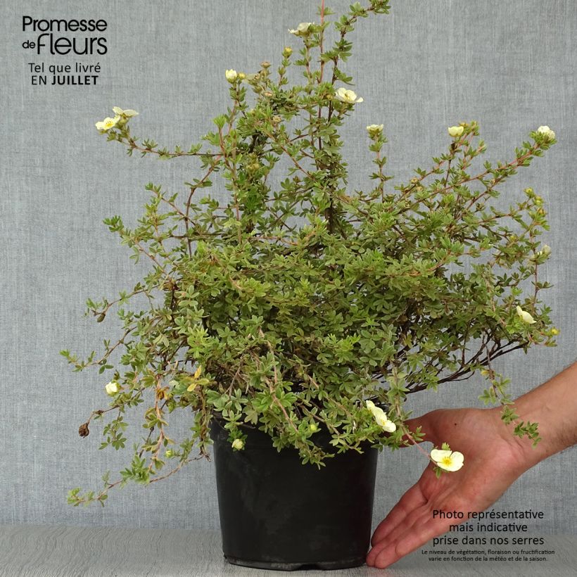 Exemplar von Fingerstrauch Primrose Beauty - Potentilla fruticosa Topf mit 2L/3L wie im Sommer geliefert