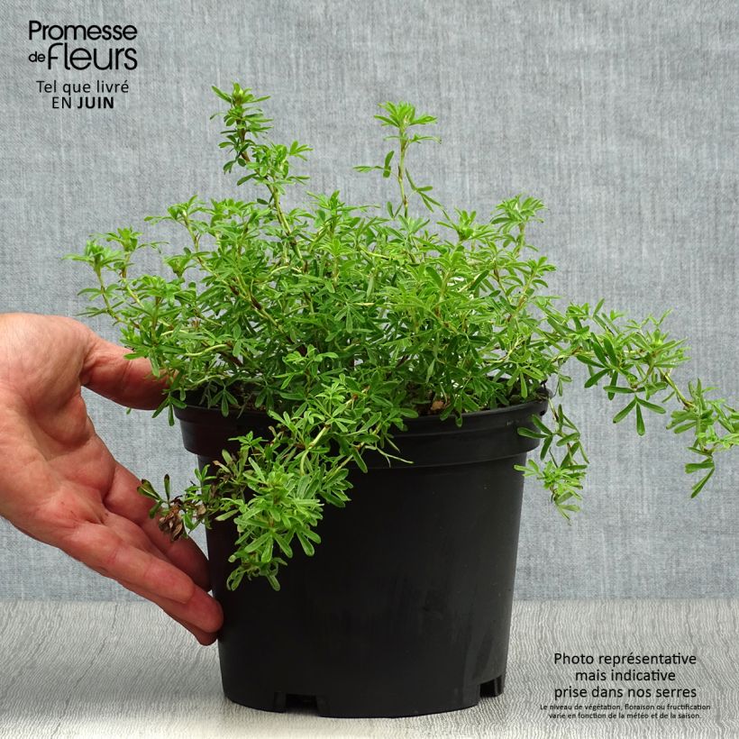 Exemplar von Fingerstrauch Bella Sol - Potentilla fruticosa Topf mit 2L/3L wie im Sommer geliefert