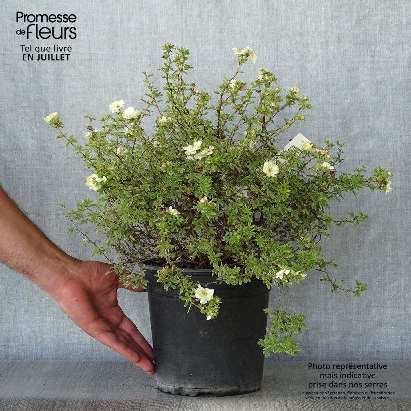 Exemplar von Fingerstrauch Double Punch Cream - Potentilla fruticosa Topf mit 3L/4L wie im Sommer geliefert