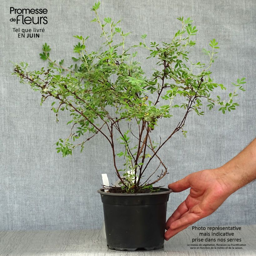 Exemplar von Fingerstrauch Abbotswood - Potentilla fruticosa Topf mit 2L/3L wie im Sommer geliefert