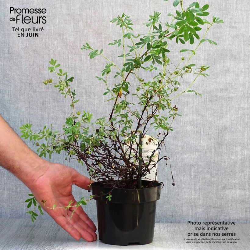 Exemplar von Fingerstrauch Abbotswood - Potentilla fruticosa Topf mit 1L/1,5L wie im Sommer geliefert