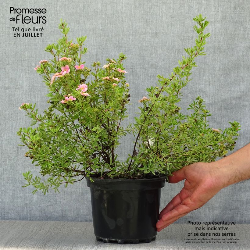 Exemplar von Fingerstrauch Pink Paradise - Potentilla fruticosa Topf mit 2L/3L wie im Sommer geliefert