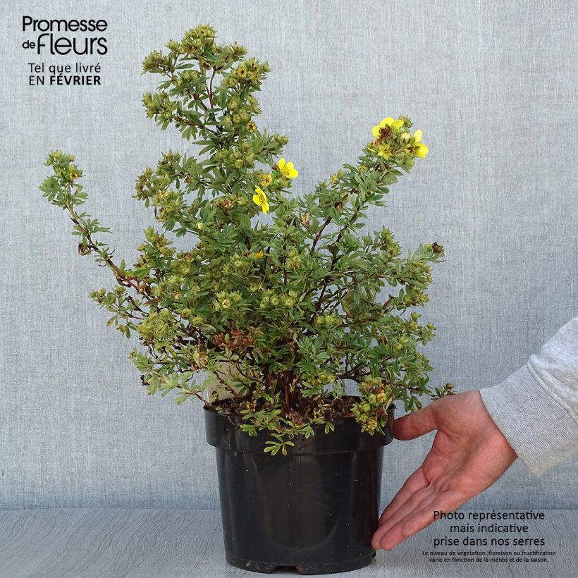 Exemplar von Fingerstrauch Sommerflor - Potentilla fruticosa Topf mit 2L/3L wie im Herbst geliefert