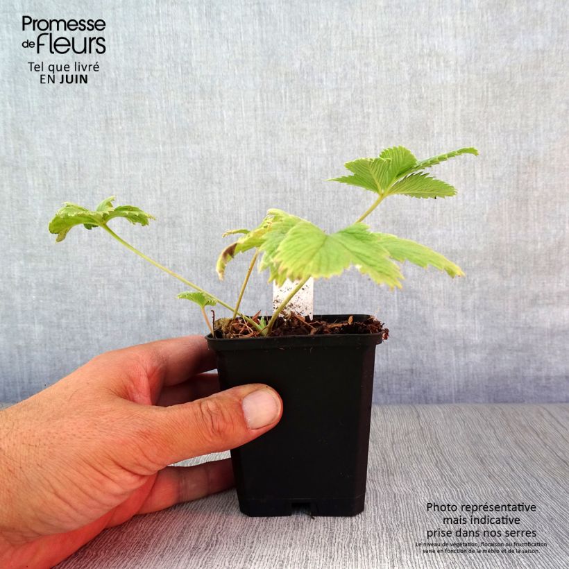 Exemplar von Potentilla William Rollisson - Oranges Fingerkraut Kleine Töpfe von 8/9 cm wie im Sommer geliefert
