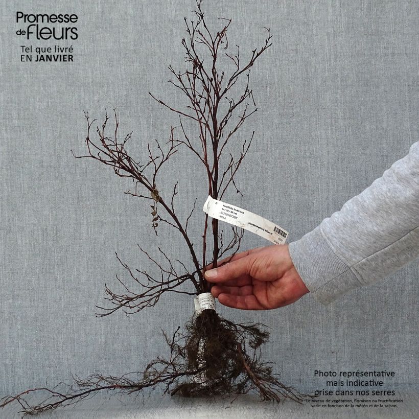 Exemplar von Fingerstrauch - Potentilla fruticosa Wurzelnackt wie im Winter geliefert