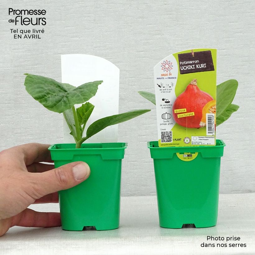Exemplar von Riesen-Kürbis Uchiki-Kuri (Pflanzen) Topf 10 cm/11cm wie im Frühjahr geliefert