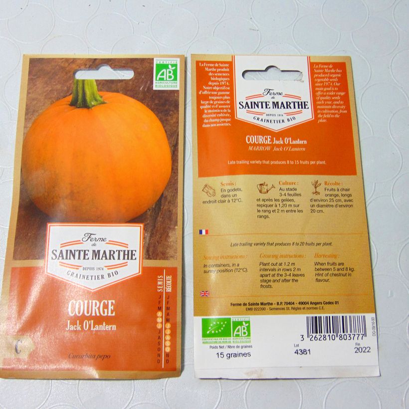 Beispiel eines Exemplars von Garten-Kürbis Jack O'Lantern die Tüte mit 8 Samen (1g) wie geliefert