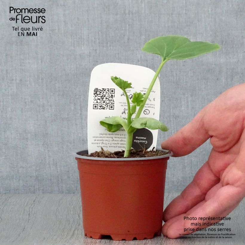 Exemplar von Riesen-Kürbis Rouge Vif d'Etampes Bio (Pflanzen) Topf 10 cm/11cm wie im Frühjahr geliefert