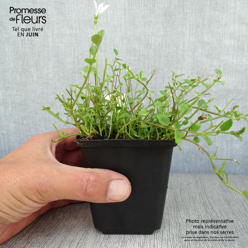 Exemplar von Pratia angulata - Teppichlobelie Kleine Töpfe von 8/9 cm wie im Sommer geliefert