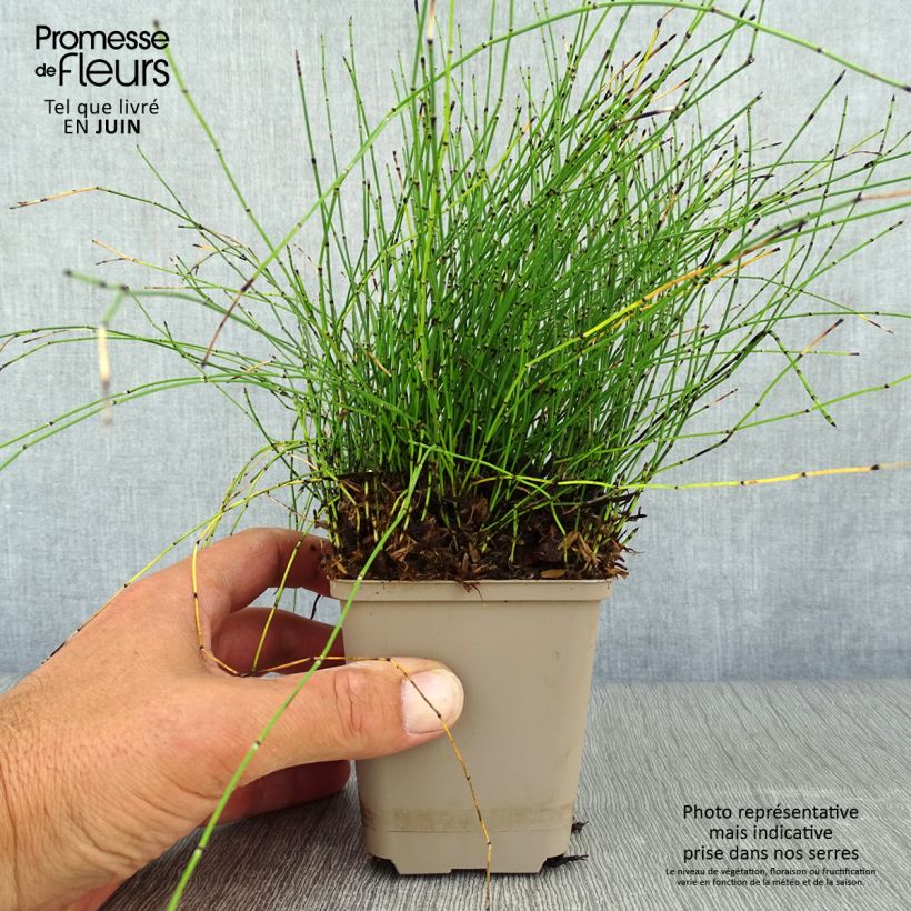 Exemplar von Equisetum scirpoides - Binsen-Schachtelhalm Kleine Töpfe von 8/9 cm wie im Sommer geliefert