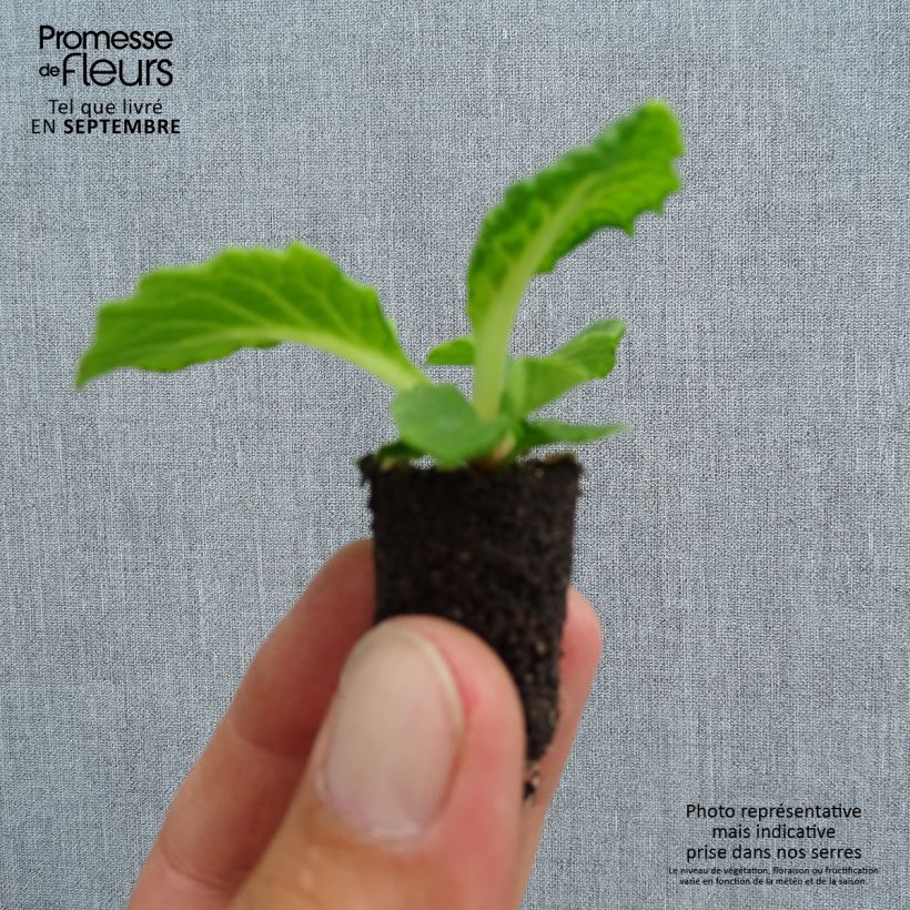 Exemplar von Primula Perle d'Alsace - Kissenprimel Mini-Plug Ø 1,5/2,5 cm wie im Herbst geliefert
