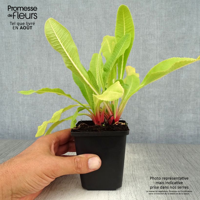Exemplar von Primula denticulata Alba - Kugelprimel Kleine Töpfe von 8/9 cm wie im Sommer geliefert