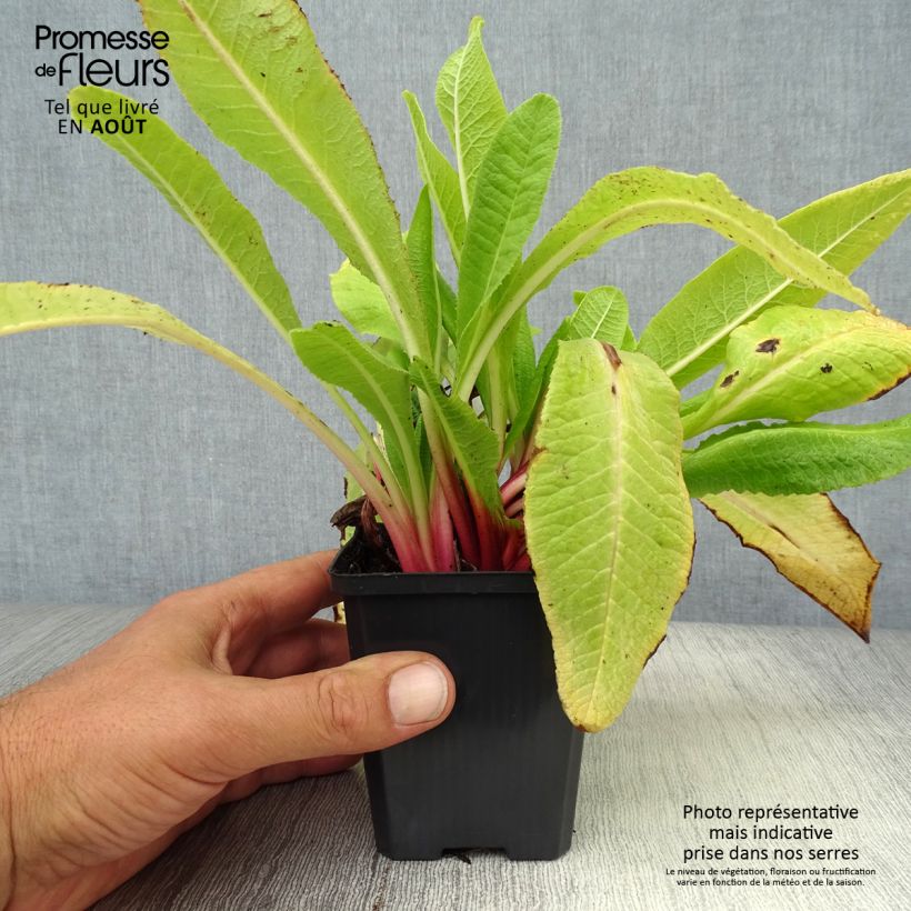 Exemplar von Primula denticulata Rubin - Kugelprimel Kleine Töpfe von 8/9 cm wie im Sommer geliefert