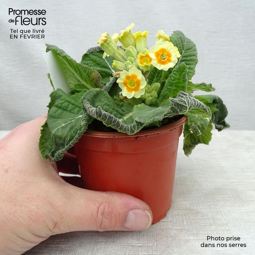 Exemplar von Hohe Schlüsselblume Cream Orange Eye - Primula Kleine Töpfe von 8/9 cm wie im Winter geliefert