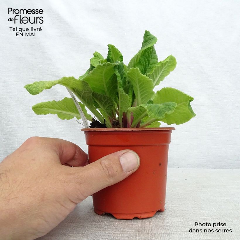 Exemplar von Hohe Schlüsselblume Cream Orange Eye - Primula Kleine Töpfe von 8/9 cm wie im Frühjahr geliefert