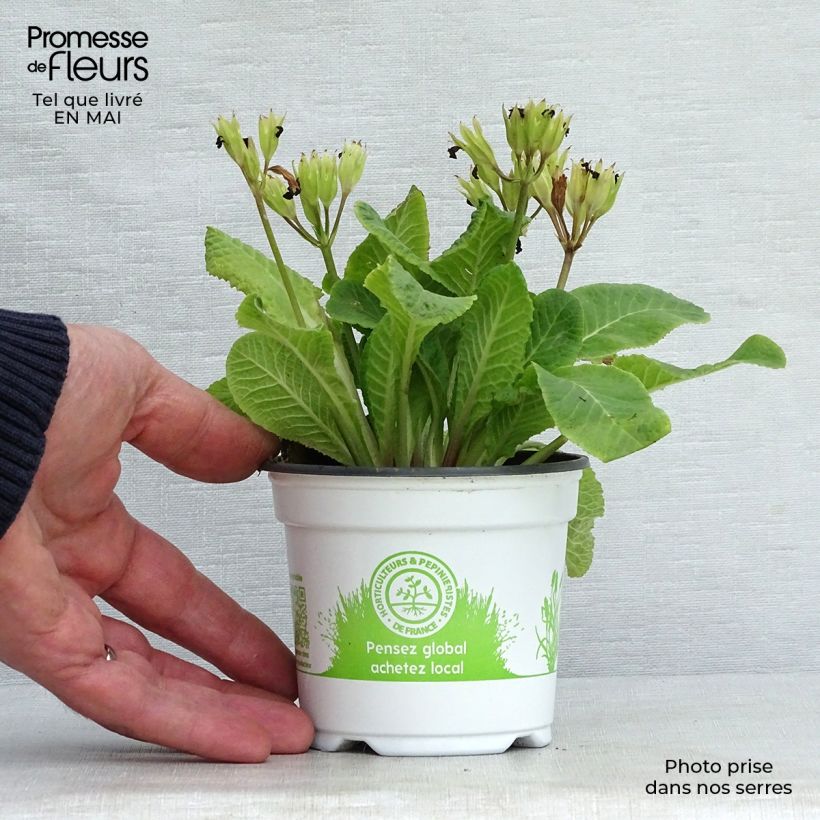 Exemplar von Hohe Schlüsselblume Mister Gold Laced - Primula Kleine Töpfe von 8/9 cm wie im Frühjahr geliefert
