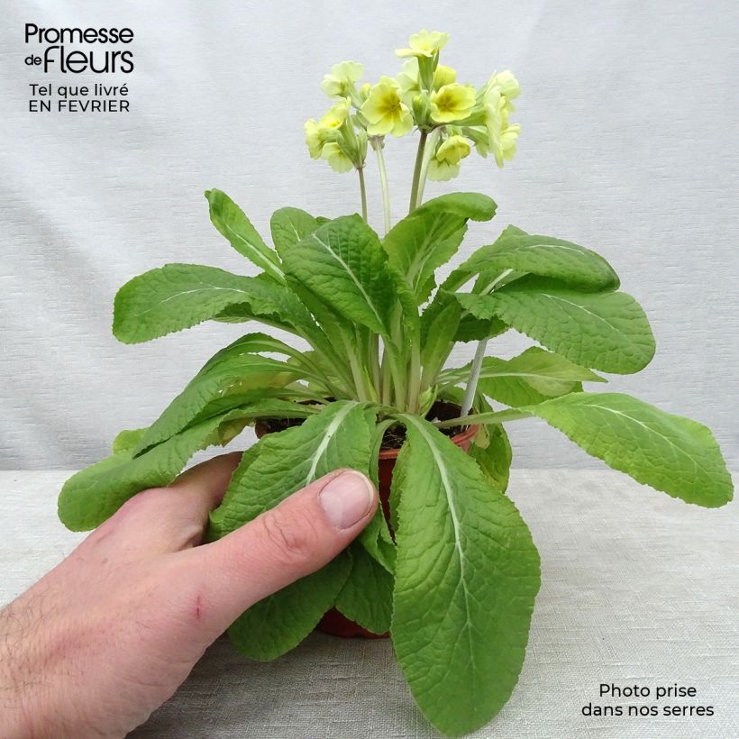 Exemplar von Hohe Schlüsselblume Veristar Lemon - Primula Kleine Töpfe von 8/9 cm wie im Winter geliefert