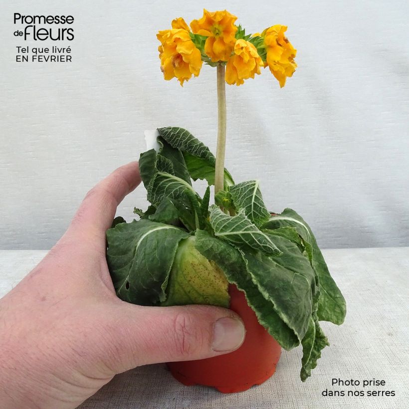 Exemplar von Hohe Schlüsselblume Veristar Yellow Gold - Primula Kleine Töpfe von 8/9 cm wie im Winter geliefert