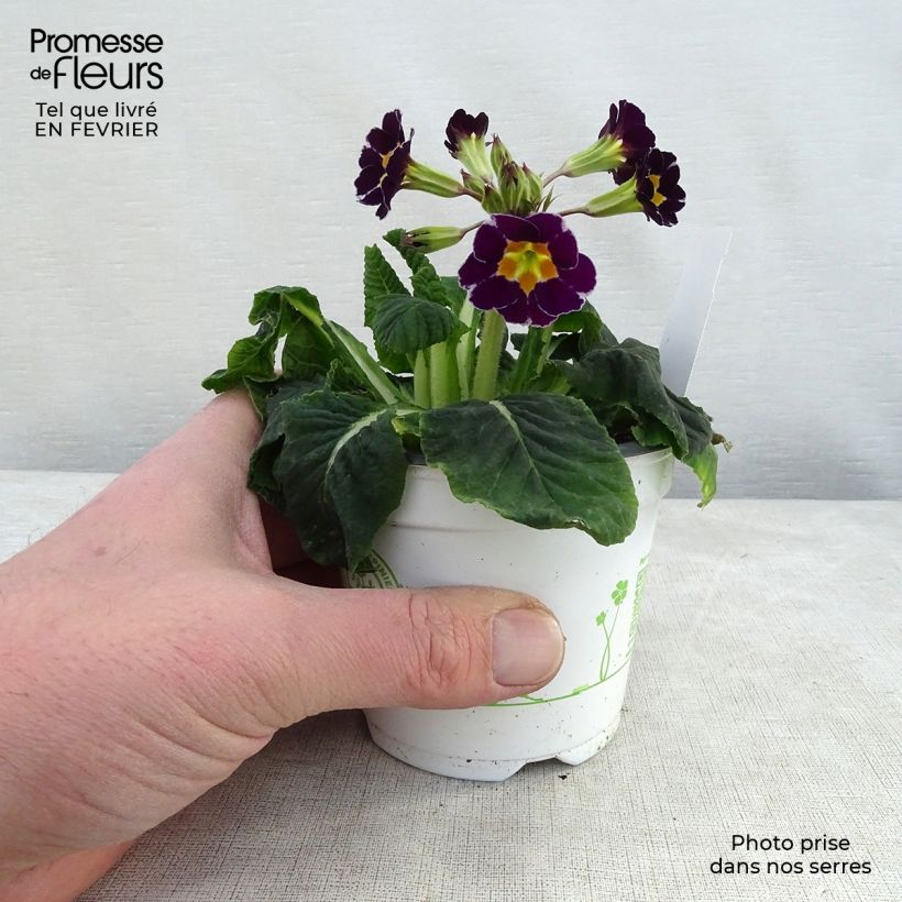 Exemplar von Hohe Schlüsselblume Violet Laced - Primula Kleine Töpfe von 8/9 cm wie im Winter geliefert