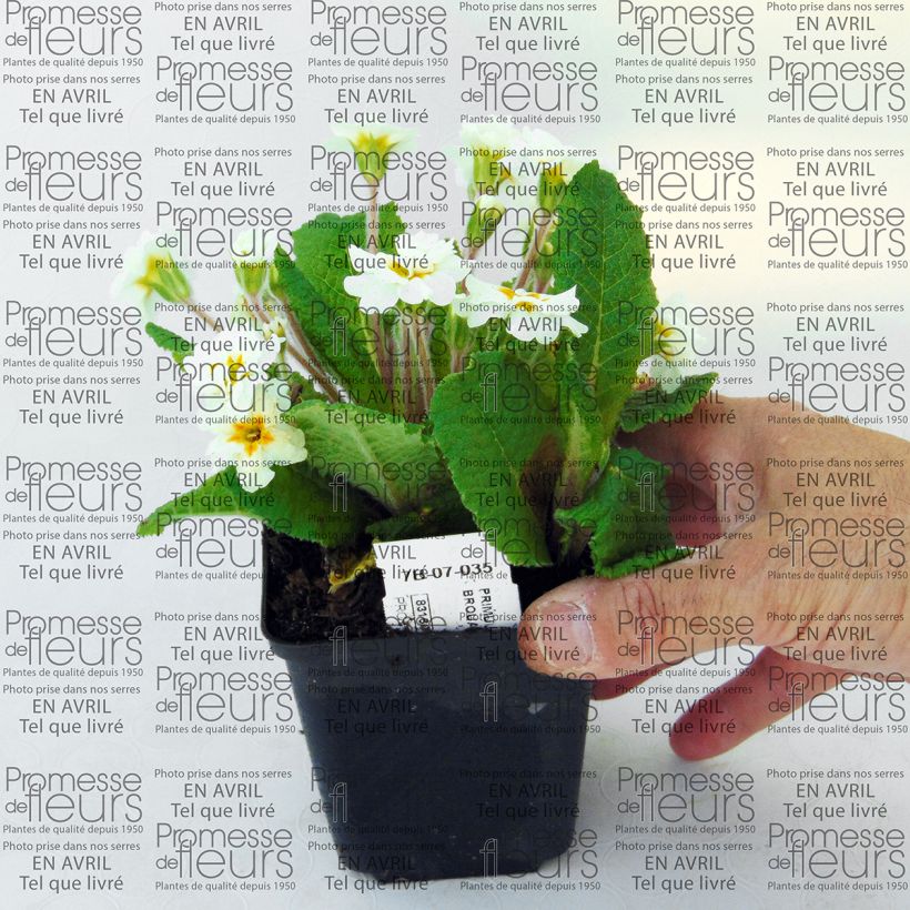 Beispiel eines Exemplars von Primula Mr Brouart - Kissenprimel Kleine Töpfe von 8/9 cm wie geliefert