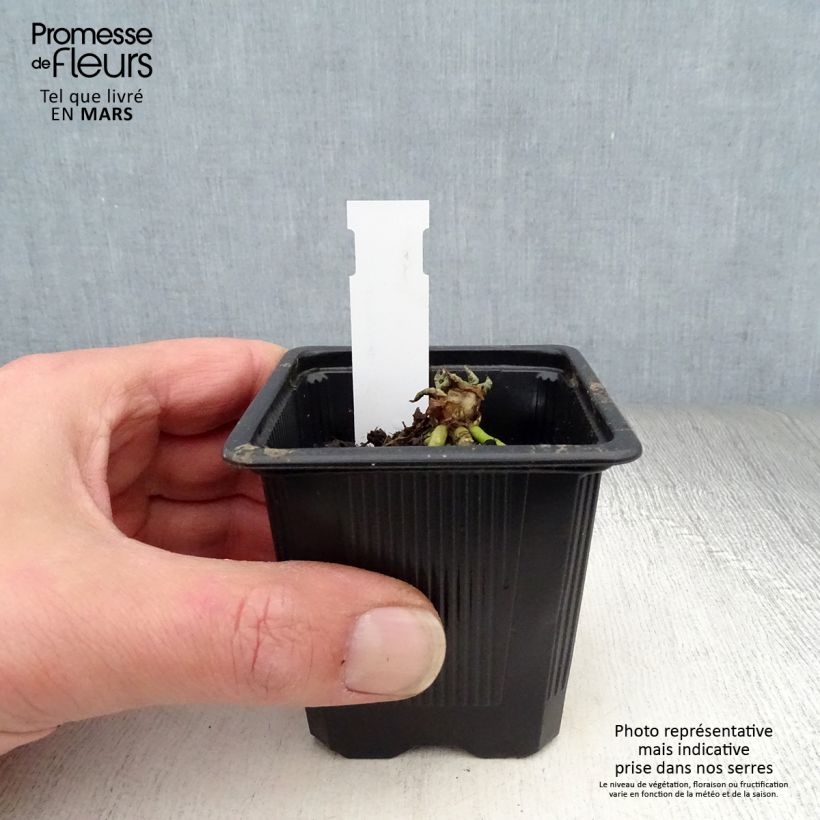 Exemplar von Primula japonica - Etagen-Primel Kleine Töpfe von 8/9 cm wie im Frühjahr geliefert