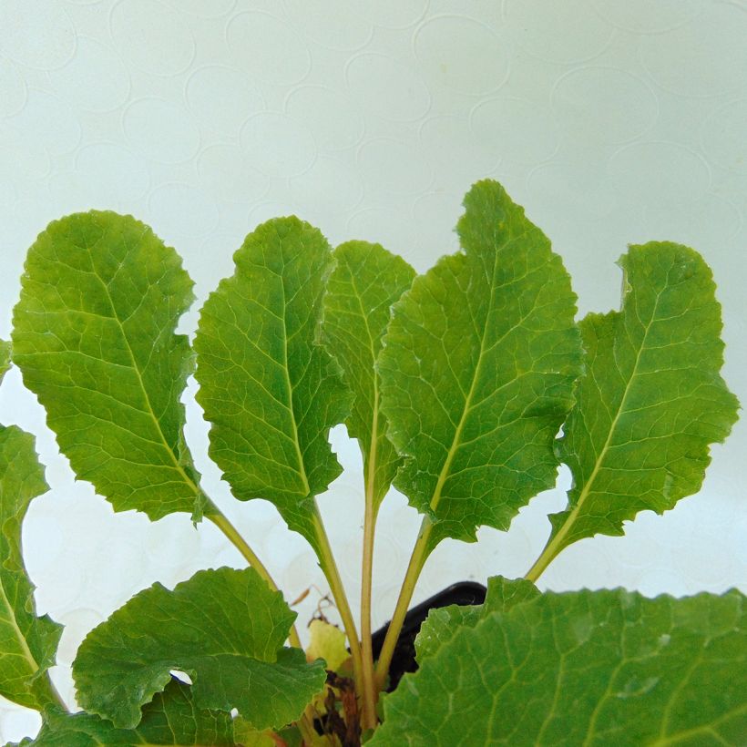 Primula juliae Ideaal - Primel (Laub)